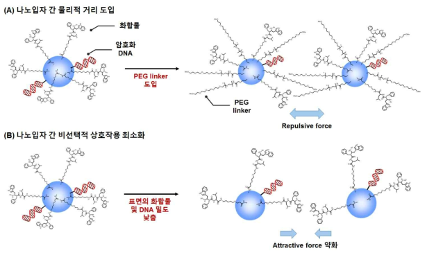 나노입자들 간의 응집 현상을 막기 위한 두 가지 전략. (A) 긴 PEG linker를 도입하여 나노입자 간 물리적 거리 부여. (B) 표면에 표지된 화합물 및 DNA 밀도를 낮춤으로써 입자 간 비선택적 상호작용 최소화