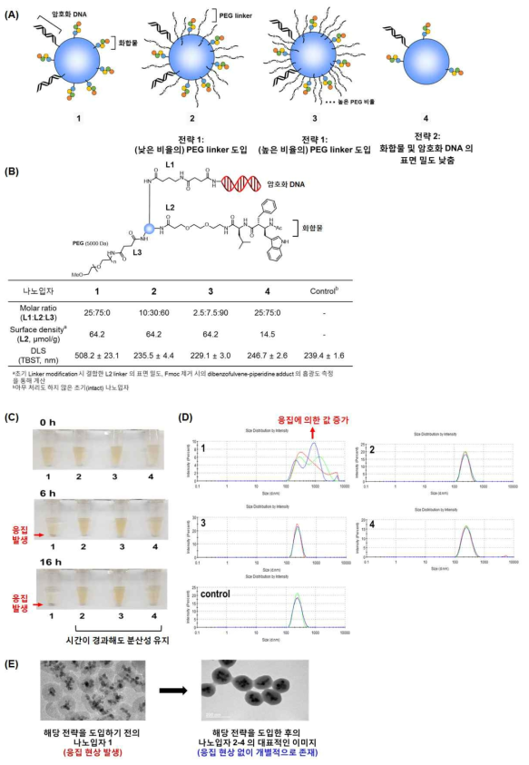 (A) 상기 전략을 각각 적용한 모델 나노입자 1-4. (B) DLS 측정을 통한 모델 나노입자 1-4의 TBST 버퍼 내 분산성 확인. (C) 모델 나노입자의 시간 경과에 따른 응집 현상. (D) 모델 나노입자 1-4의 DLS 그래프. (E) 모델 나노입자 1-4의 대표적인 투과전자현미경(TEM) 이미지