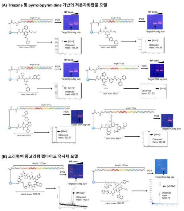 나노입자 상 화합물과 암호화 DNA 합성 여부를 확인하기 위해 합성한 8종의 모델. (A) Triazine 및 pyrrolopyrimidine 기반의 저분자화합물 모델. (B) 고리형/이중고리형 펩타이드 유사체 모델