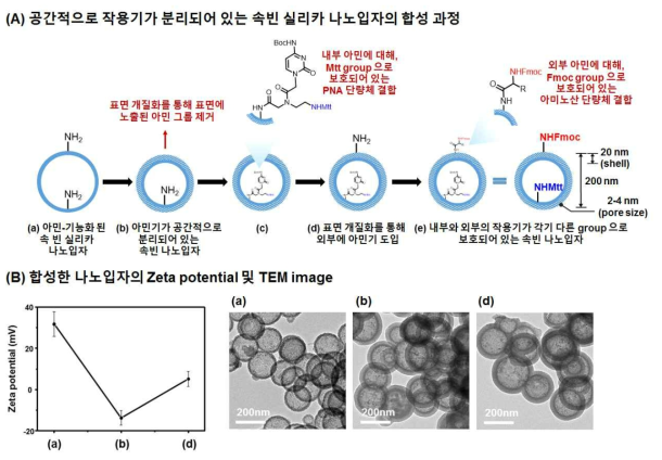 (A) 공간적으로 작용기가 분리되어 있는 속빈 실리카 합성 전략, 내부/외부가 각기 다른 group 으로 보호되어 있는 입자. (B) 합성한 나노입자의 zeta potential 및 TEM 이미지