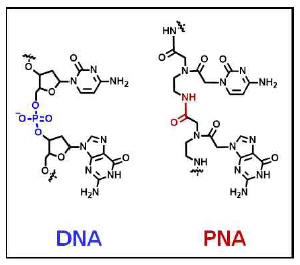 DNA와 PNA의 구조