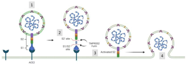 SARS-COV2 바이러스의 숙주세포 감염 과정