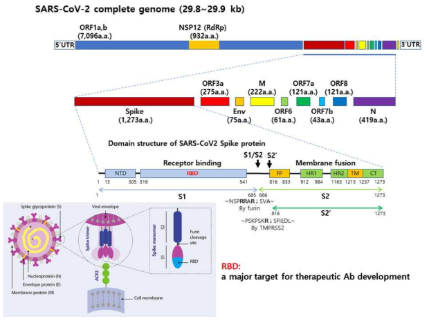 SARS-CoV2 바이러스의 유전체 구성 및 S-protein과 hACE2의 결합 모식도