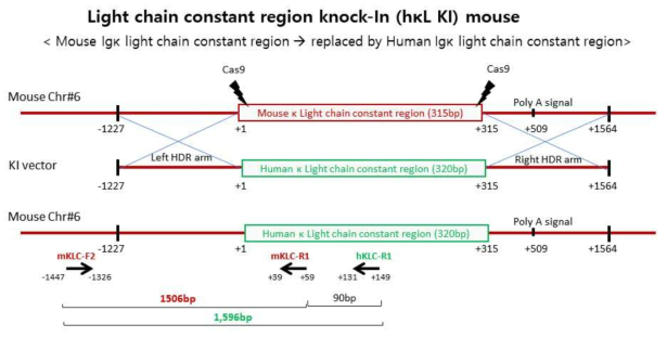 생쥐 카파(kappa) 경쇄 고정부위를 사람 카파 경쇄 고정부로 교체하기 위한 homology directed recombination(HDR) Knock-In 생쥐 제작 계획