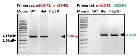 HDR을 통해 생산한 생쥐들의 kappa light chain 확인. 생쥐 경쇄는 1506bp(붉은 색 표시) PCR산물을 형성하며 사람 경쇄는 1596bp(녹색 표시)의 PCR산물을 형성함. WT 생쥐에서는 1506bp 산물만 형성되는 반면 heterozygote 생쥐에서는 1506bp와 1595bp 밴드가 모두 형성되고 homozygote KI 생쥐는 1596bp 밴드만 형성되는 것을 볼 수 있음