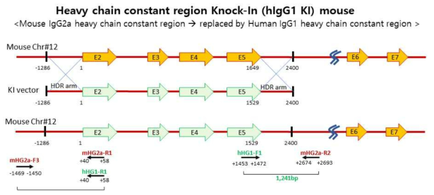 생쥐 IgG2a 중쇄 고정부위를 사람 IgG1 중쇄 고정부로 교체하기 위한 homology directed recombination(HDR) Knock-In 생쥐 제작 계획