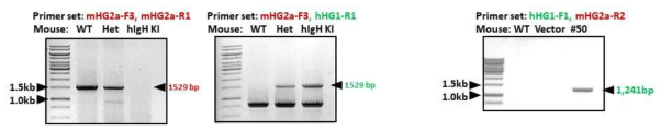 HDR을 통해 생산한 생쥐들의 IgG1 heavy chain 확인. heterozygote 생쥐의 경우 중쇄의 N 말단 PCR 결과 생쥐밴드(1529bp, 붉은색)와 사람밴드(1529bp, 녹색) 모두가 보이는 반면 homozygote KI 생쥐에서는 사람밴드(1529bp, 녹색)만 관찰됨. C말단 PCR을 통해서도 homozygote KI 생쥐의 경우만 사람밴드(1241bp, 녹색)가 확인됨
