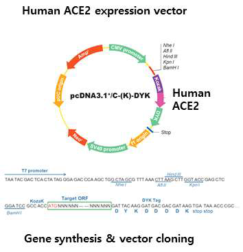 human ACE2 expression vector