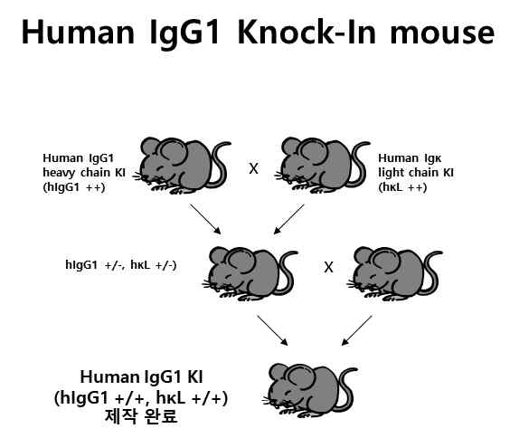 사람 IgG1 KI 생쥐 생산