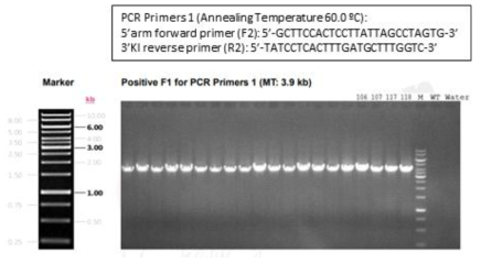 PCR법을 통한 Human ACE2 knock-in mouse의 유전형 확인