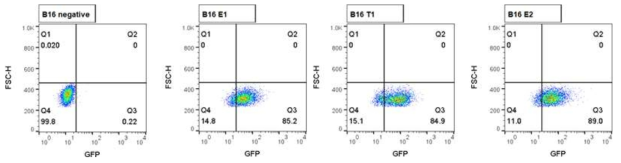 B16 세포주에 S-GFP 융합단백질 발현 후 선발한 양성클론(E1, T1, E2)의 GFP발현 확인
