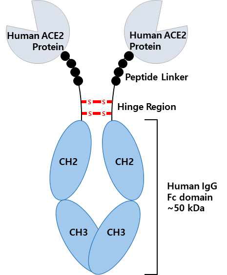 human ACE2-Fc 융합단백질 (hACE2-Fc) 모식도