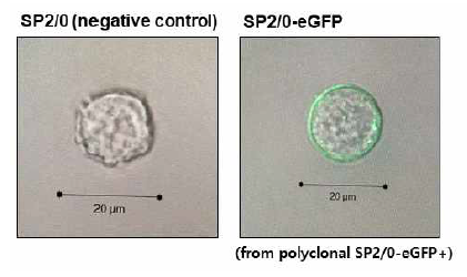 S-GFP 형질도입된 Sp2/0 세포주의 GFP 발현. GFP가 주로 세포막의 inner side에 발현되고 있음