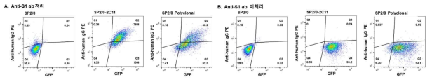 S-GFP융합단백질을 형질전환한 Sp2 세포주의 세포표면 S1단백질 발현. 세포주에 항S1 mAb(HC2001)을 1차항체로 처리하거나(A) 처리하지 않은 (B)세포에 항hIgG-PE항체를 2차 항체로 사용하여 염색한 결과