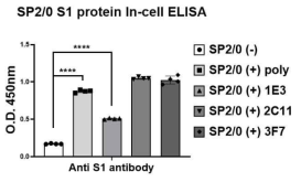 S-GFP융합단백질을 형질전환한 Sp2 세포주의 세포표면 S1단백질 발현. 세포주에 항S1 mAb(HC2001)을 1차항체로 결합시킨 뒤 HRP-결합 2차 항체로 확인함