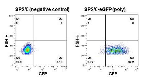 S-GFP 형질도입된 Sp2/0 세포주의 GFP 발현