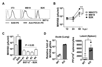 BST2가 결여된 B2K 세포와 BST2가 결여된 KO 생쥐에서 생쥐 corona virus인 MHV68의 생산이 현저히 증가함
