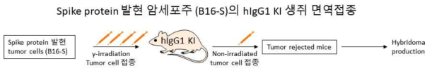hIgG1 KI 생쥐를 대상 S protein을 발현 B16세포주의 예방접종 스케쥴
