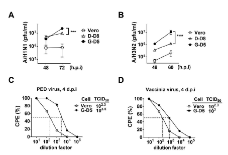BST2가 결여된 Vero세포주인 Vero G-D5에서 돼지 corona virus인 PED virus (C)를 포함한 다양한 바이러스의 생산량이 현저히 증가함