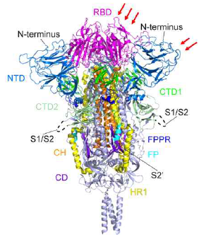 S protein의 NTD와 RBD에 존재하는 표면 아미노산에 glycine 돌연변이 도입 (붉은 화살표 부위)