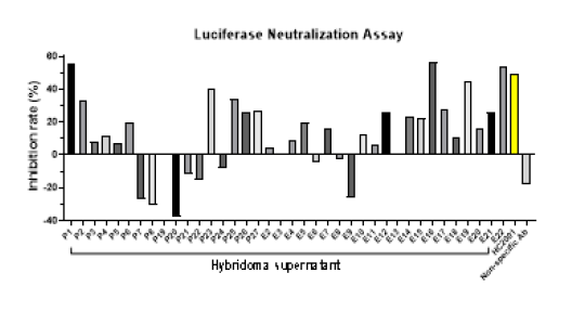 Luciferase assay –pseudotyped lentivirus 감염 억제 능력 확인 결과 (일부 예)
