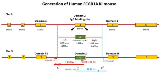 human FCGR1 KI 제작을 위한 homology-directed recombination 과정