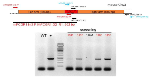 FCGR1 KI founder screening 결과. homologous arm 바깥쪽 primer와 human gene primer사이의 952bp PCR product를 생산하는 founder들 선발
