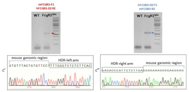 KI founder들의 삽입 유전자 부위 PCR 증폭과 염기서열결정을 통한 사람유전자 교체 확인