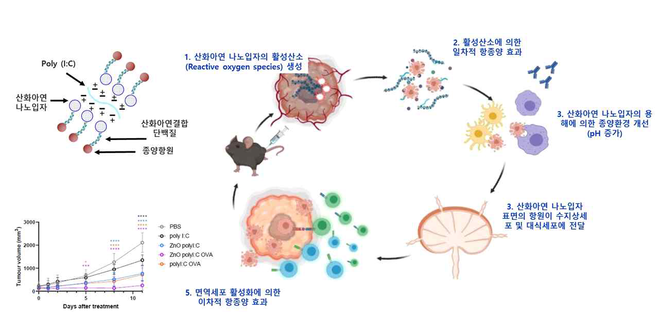 선형 나노구조체에 의한 면역치료 결과