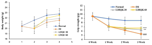 LDIQK 투여에 따른 체중 변화 및 체중에 대한 악력 비율 증가