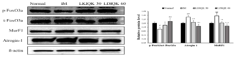 LDIQK 투여에 따른 근 위축 관련인자의 단백질 발현 변화