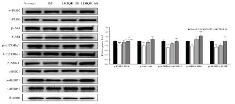 LDIQK 투여에 따른 근 단백 합성 인자의 인산화(활성화) 증가