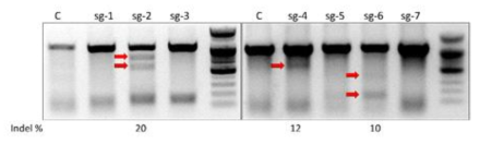 sgRNA validation by T7E1 assay