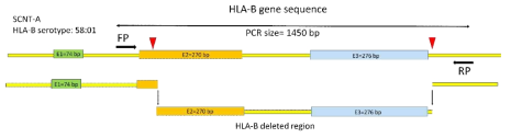 Schematic representation of sgRNAs used for generating HLA-B KO