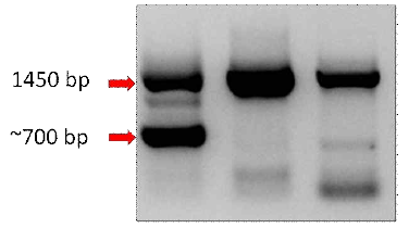 Pooled PCR amplicon showing large deletion