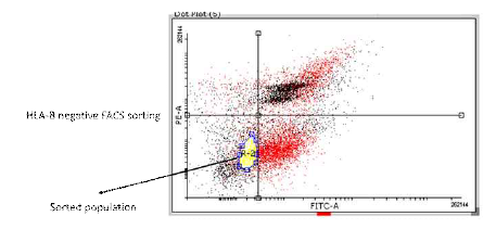 Pooled FACS sorting for HLA-B negative clones