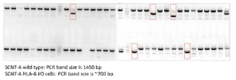 Single cell screening for HLA –B KO cells using PCR