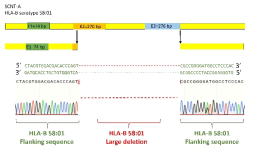 Sanger sequencing to confirm HLA-B deletion