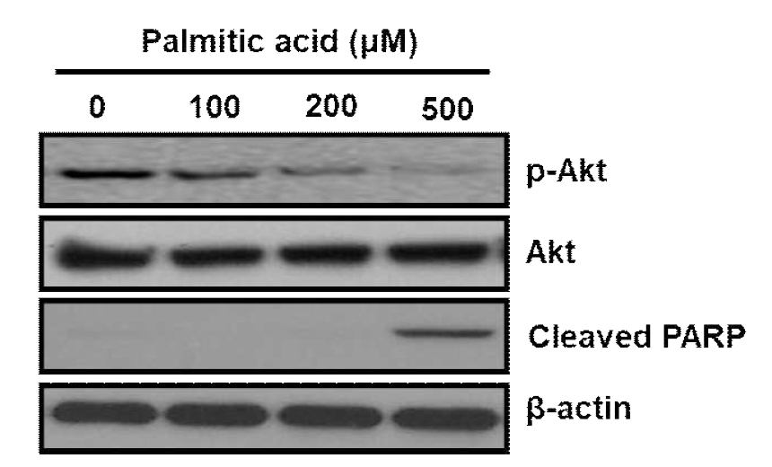 Palmitate 지방산에 의한 Akt 인산화 감소와 PARP의 절단