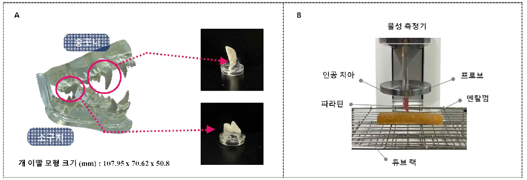 치석제거 효율평가 실험법 및 모듈 제조