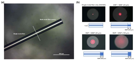 (a) 단일/다중모드 광섬유 결합 및 절제 공정을 통해 제작된 광섬유 측면 사진 (b) 제작된 광섬유에 650 nm 레이저를 인가하였을 때, 광섬유 첨단에서 관찰된 다중모드 광섬유의 코어 크기에 따른 광 모드