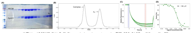 ABCB6와 7H4 Fv의 Size exclusion chromatography 결과 SDS-PAGE gel(A), profile (B),