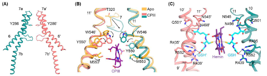 ABCB6의 TM7 내 루프 구조 (A), CPIII bound 구조와 Apo 구조 비교 (B), Hemin+GSH 결합 구조 (C)