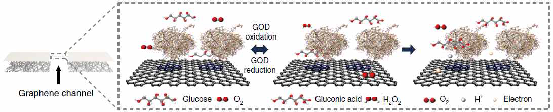 센싱 채널용 그래핀 상에 포도당 모니터링을 위한 GOD 표면 처리