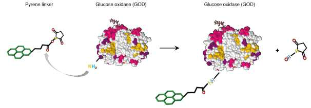 amide 결합(-CONH-)을 통한 linker molecule과 GOD의 결합