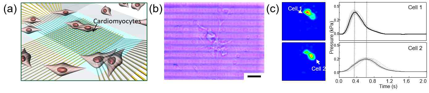 (a) 트랜지스터 기반 압력센서 어레이의 심장 세포 박동 감지 모식도 (b) 압력센서 어레이 상의 심장 세포 광락현미경 이미지 (c) 초감도 압력센서 어레이를 통한 심장 세포 박동의 실시간 감지