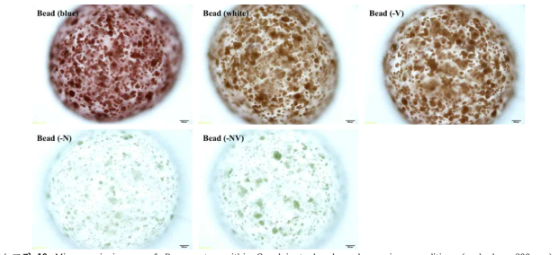 Microscopic images of P. cruentum within Ca-alginate beads under various conditions (scale bar: 200 um). Red, green, and brown refer to phycoerythrin, chlorophyll, and both, respectively