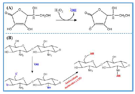 Free radical mediated grafting 방법. (A) 아스코르브산과 과산화수소의 산화환원 반응, (B) 키토올리고당-항산화 물질 중합체 생성 모식도