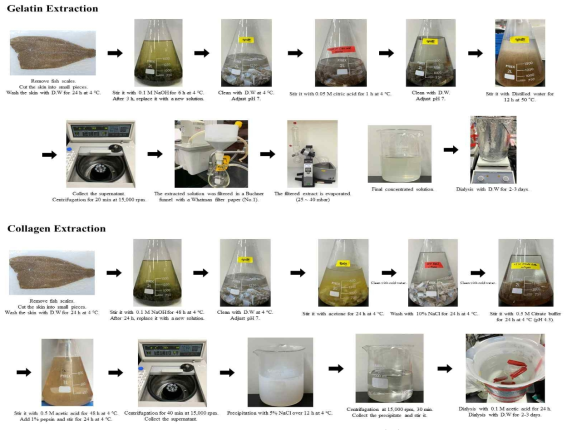 어류 피부 유래 젤라틴 및 콜라겐 추출 과정