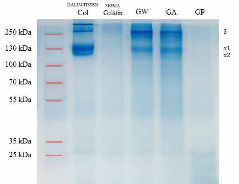 젤라틴 및 콜라겐 SDS-PAGE 결과